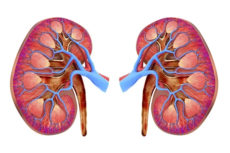 河北醫藥：傳統療法配合干細胞移植治療糖尿病腎病的效果