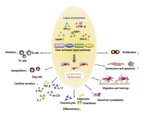 SLE中BM-MSC的功能障礙。來(lái)自狼瘡小鼠或患者的BM-MSC表現出遷移、增殖、分化和免疫調節能力受損，并且衰老加劇。SLE中體內炎癥環(huán)境異常以及JAK-STAT、p53/p21、PI3K/Akt、Wnt/beta-catenin等信號通路的異?？赡芘cBM-MSCs的缺陷有關(guān)。