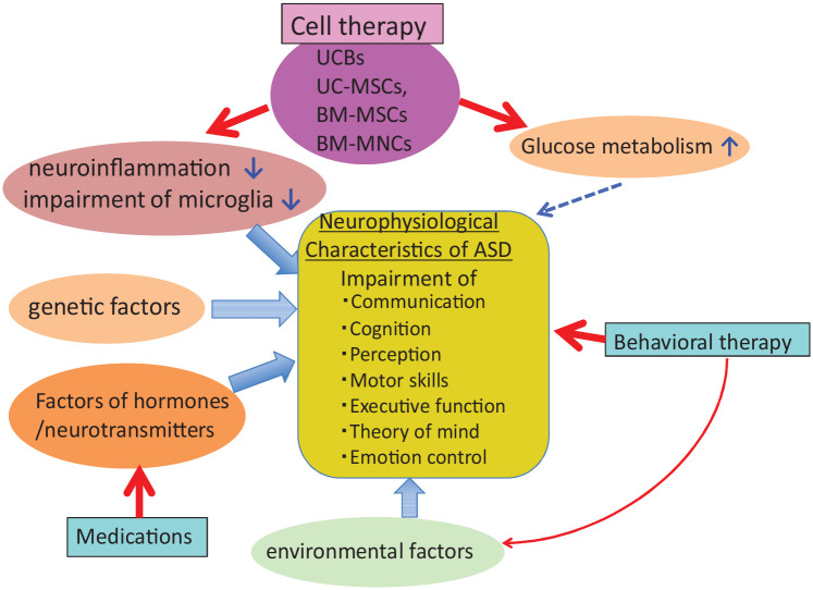圖1：ASD的病理生理學(xué)和治療。