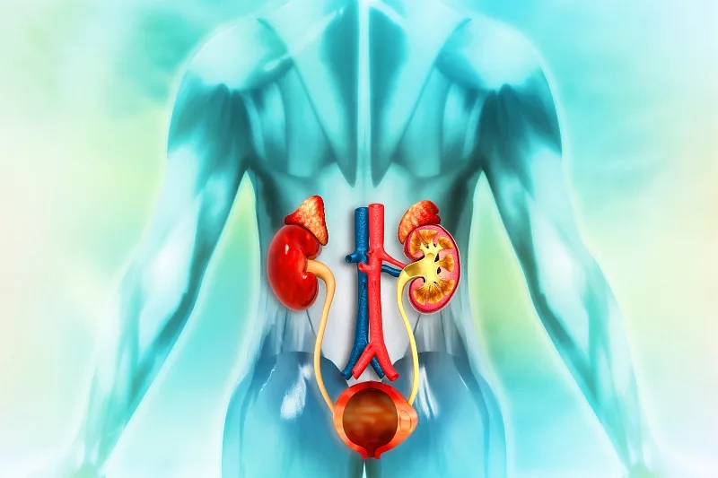 間充質(zhì)干細胞治療可改善腎衰竭和腎結石多發(fā)性發(fā)作 間充質(zhì)干細胞治療可改善腎衰竭和腎結石多發(fā)性發(fā)作