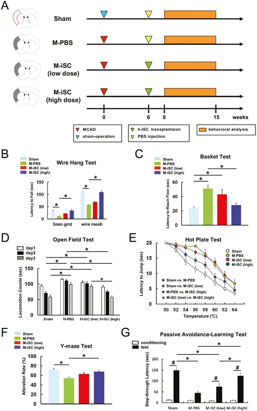 MCAO后顱內移植h-iSC可改善神經(jīng)功能。