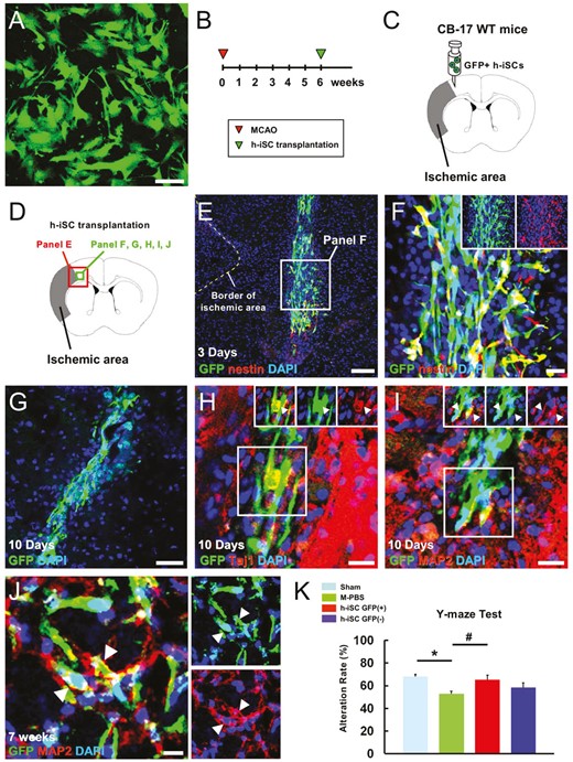 移植的h-iSC分化為成熟神經(jīng)元，可能有助于MCAO后神經(jīng)功能的恢復