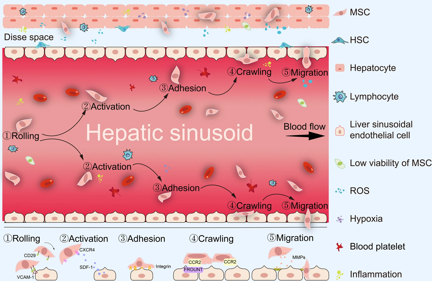 圖2：間充質(zhì)干細胞治療期間的全身歸巢過(guò)程。MSCs的全身給藥必須經(jīng)歷滾動(dòng)、激活、粘附、爬行和遷移等多步驟過(guò)程。