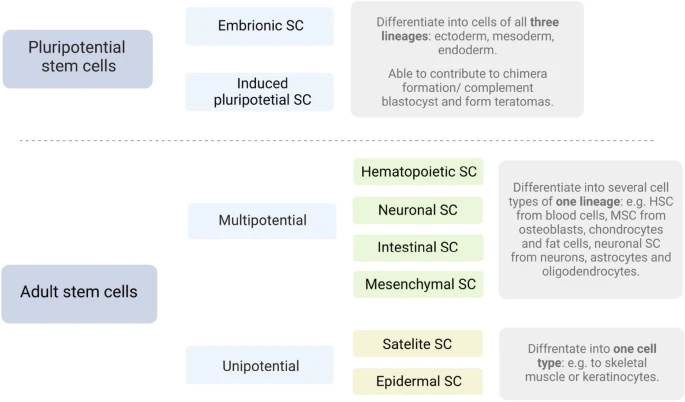 圖2：干細胞根據分化潛能進(jìn)行分裂。