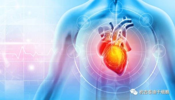 干細胞療法的出現成為心力衰竭患者的新希望！