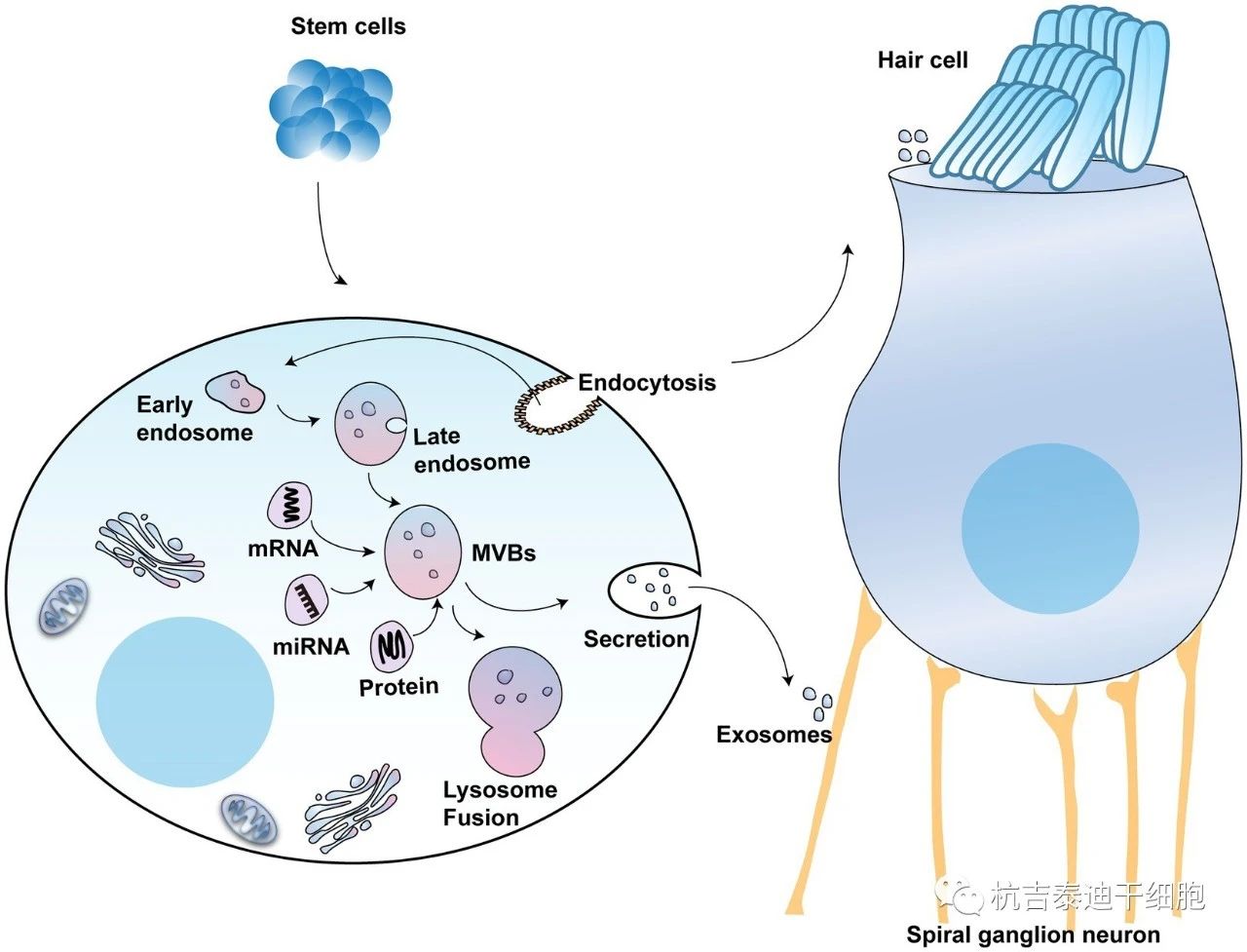 圖2：外泌體在聽(tīng)力保護中的潛在用途