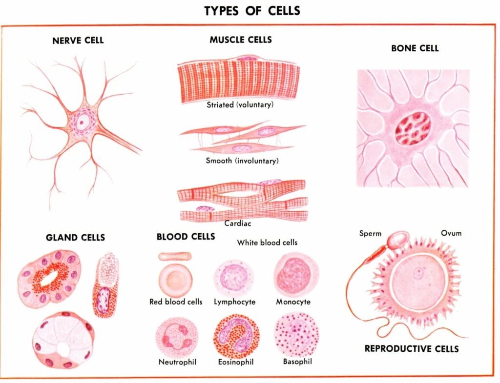 人體形形色色的細胞類(lèi)型
