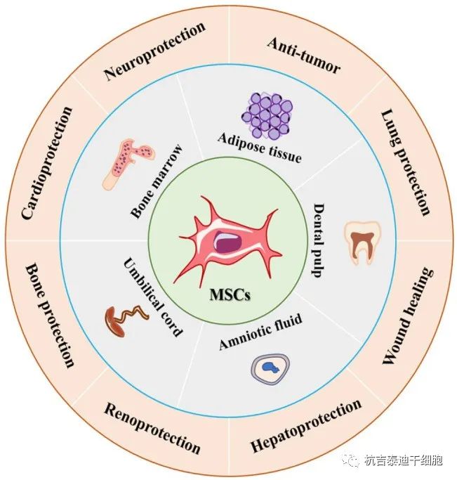 圖1:間充質(zhì)干細胞的來(lái)源和應用 圖1:間充質(zhì)干細胞的來(lái)源和應用