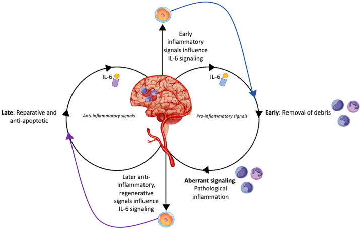 圖1：干細胞對中風(fēng)患者白細胞介素-6的調節作用