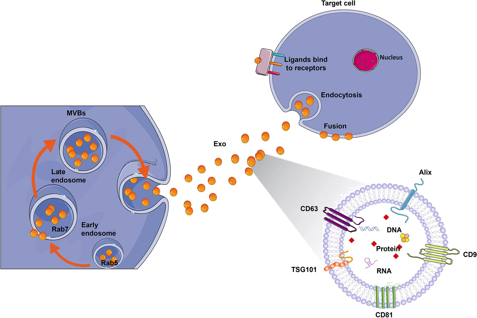 圖2：外泌體生物合成和配體受體結合的示意圖。