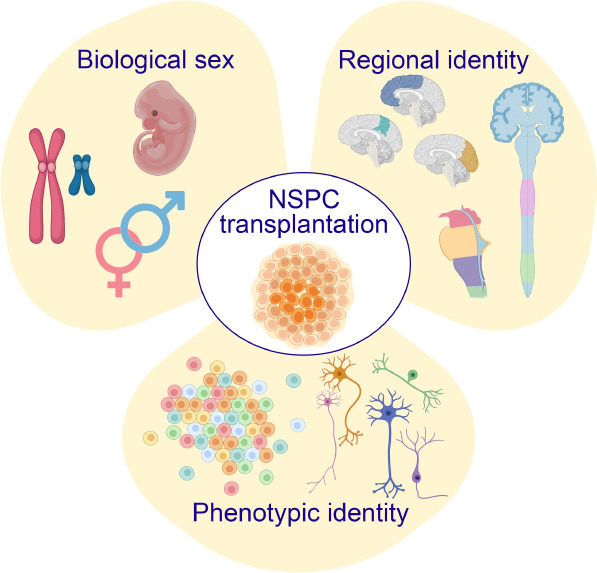 圖1：優(yōu)化神經(jīng)干細胞和祖細胞 (NSPC) 移植治療神經(jīng)系統損傷和疾病時(shí)需要考慮的關(guān)鍵因素。