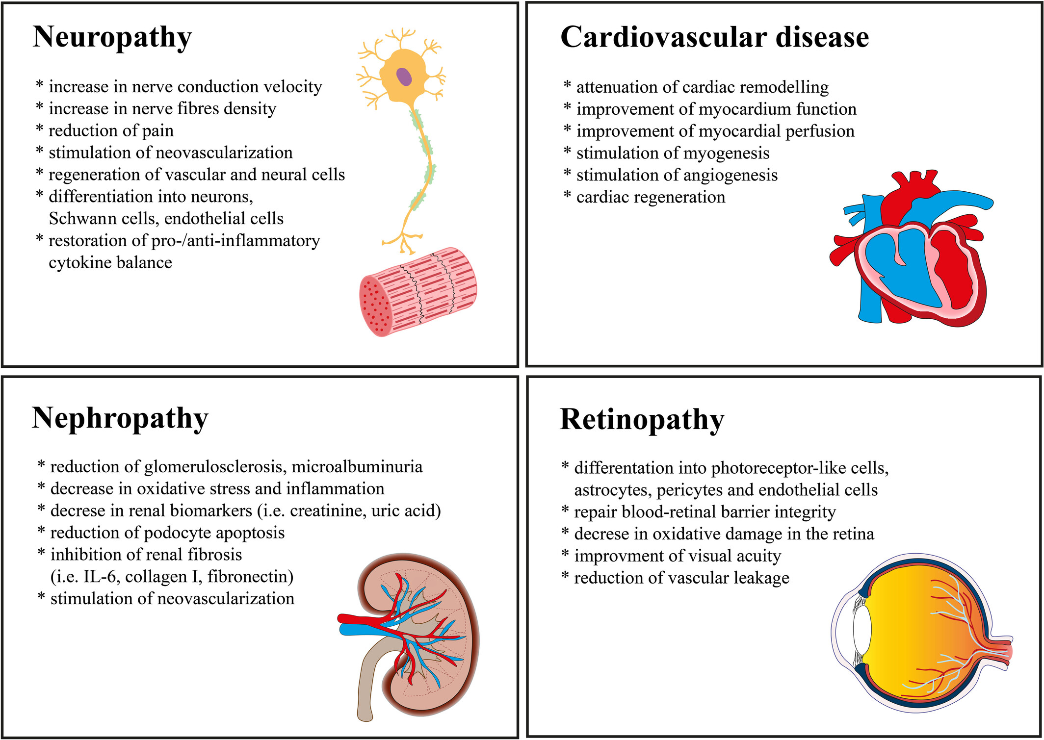 圖1:使用脂肪間充質(zhì)干細胞來(lái)緩解長(cháng)期糖尿病并發(fā)癥 圖1:使用脂肪間充質(zhì)干細胞來(lái)緩解長(cháng)期糖尿病并發(fā)癥