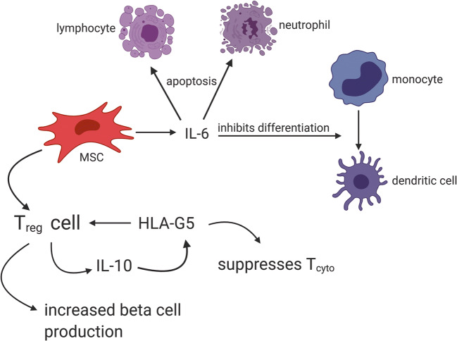 圖2：MSC通過(guò)與Treg細胞相互作用產(chǎn)生HLA-G5，抑制細胞毒性T細胞并促進(jìn)Treg細胞，從而抑制T1DM自身免疫作用