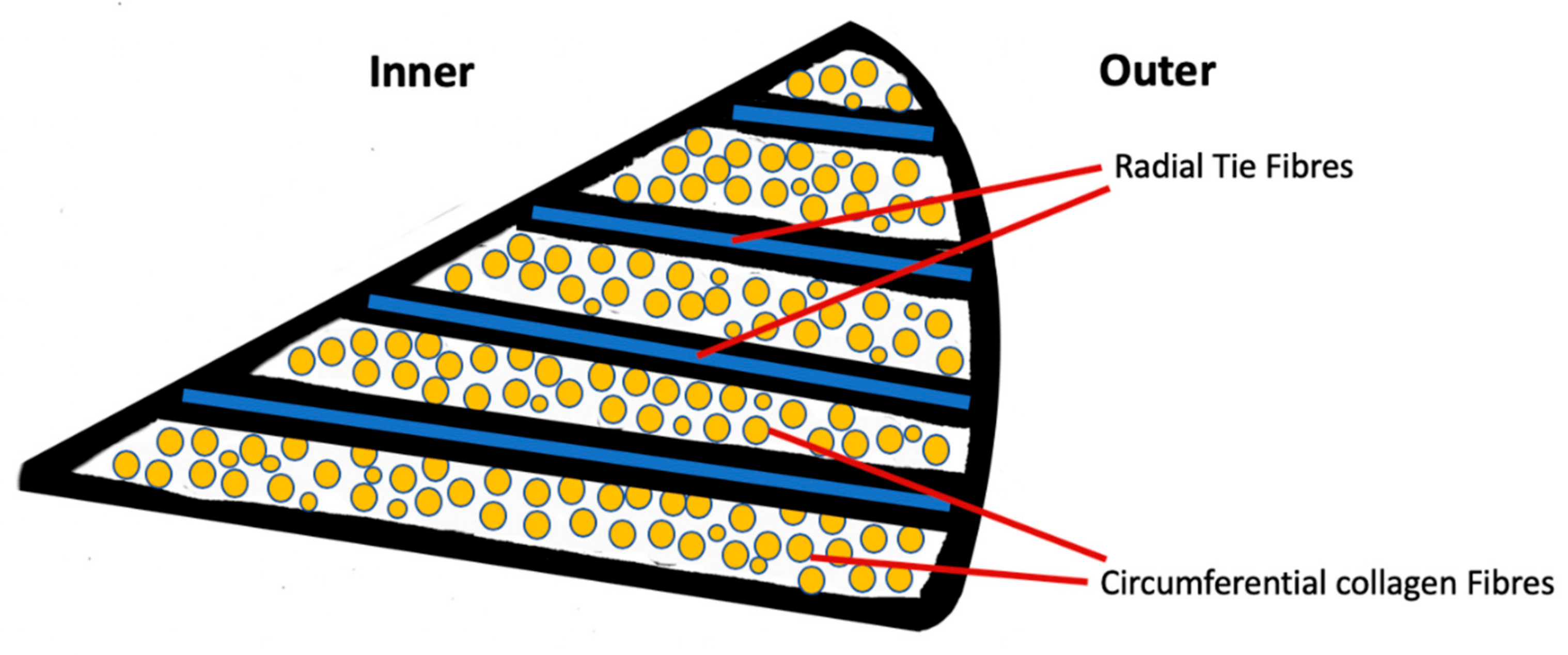 圖2：半月板的示意性橫截面圖，顯示了膠原纖維和徑向系纖維的圓周排列。