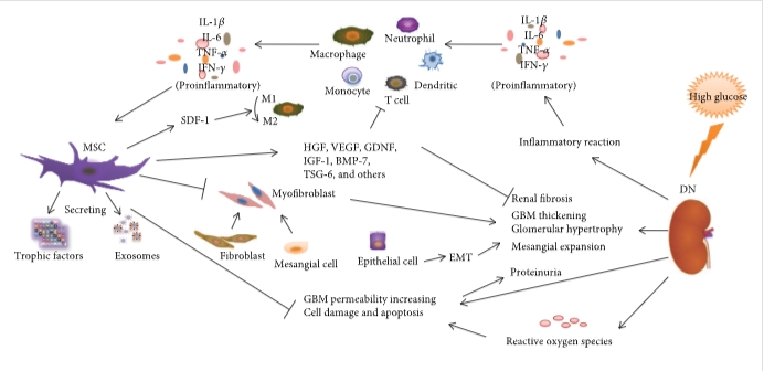 圖1：間充質(zhì)干細胞通過(guò)調節炎癥反應、纖維化反應和免疫細胞來(lái)減輕DN的病理變化和臨床表現