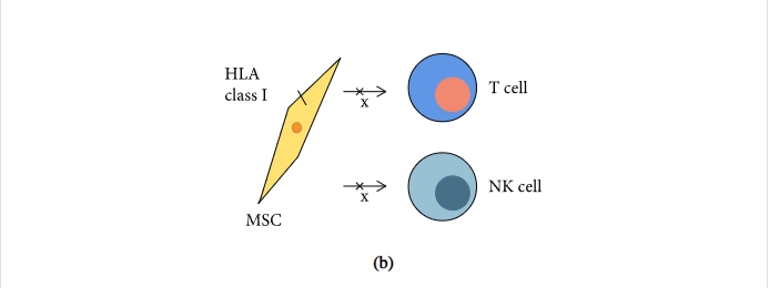 圖1：間充質(zhì)干細胞促進(jìn)組織修復和免疫抑制機制的示意圖
