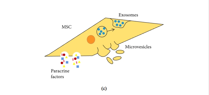 圖1：間充質(zhì)干細胞促進(jìn)組織修復和免疫抑制機制的示意圖