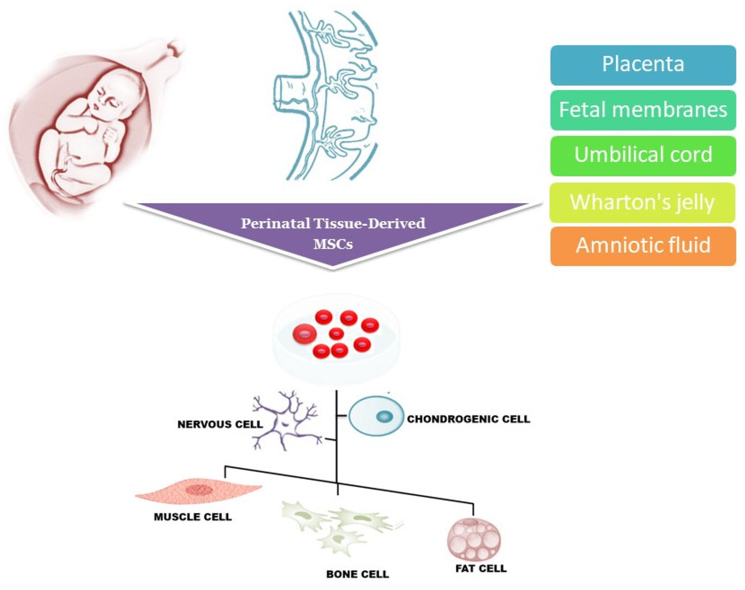 圖1：圍產(chǎn)期組織來(lái)源的干細胞可以從胎盤(pán)、胎膜、臍帶、沃頓膠和羊水中分離出來(lái)，可以分化成多種細胞譜系，包括肌肉細胞、神經(jīng)細胞、軟骨細胞、骨細胞和脂肪細胞。