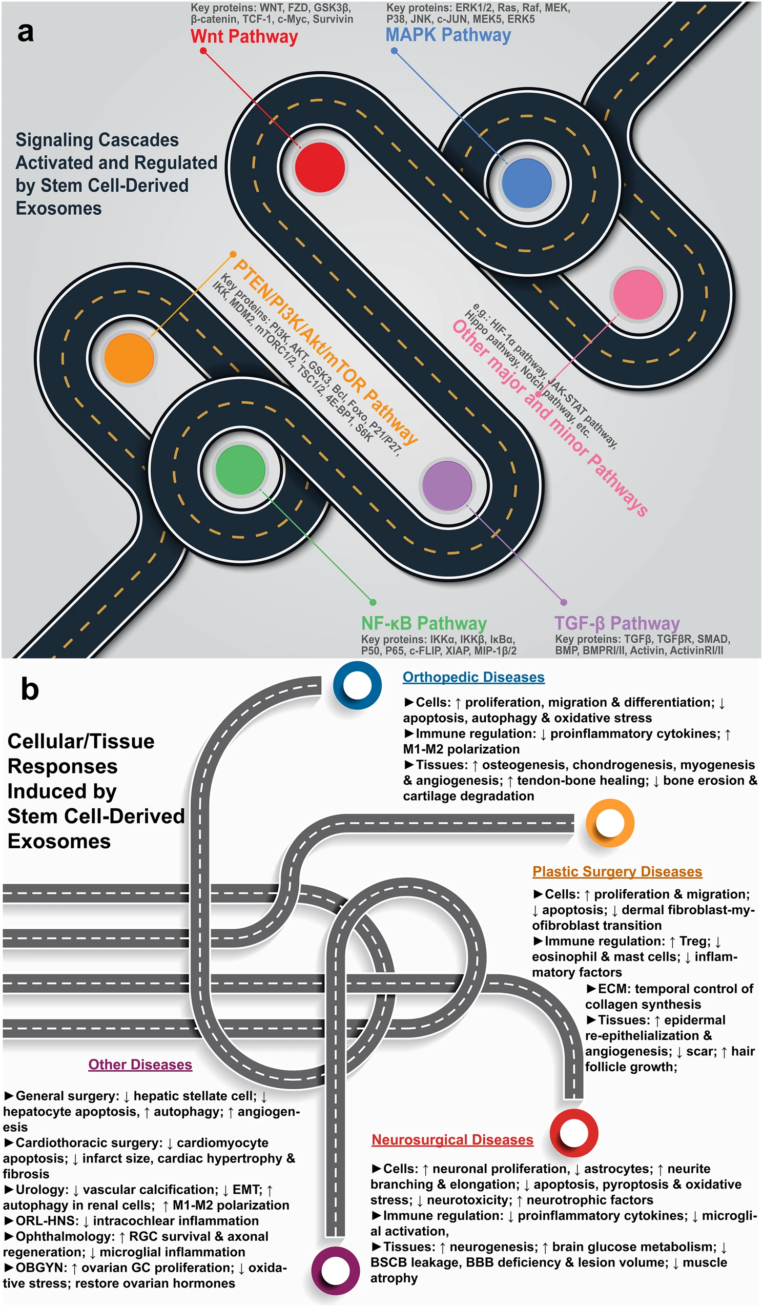 圖1：干細胞源性外泌體療法的機制。a各種信號通路的激活和調節。b疾病特異性細胞和組織反應。