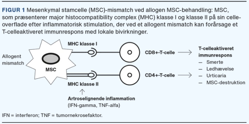 MHC錯配可能會(huì )在同種異體治療期間引起免疫反應，這已在從第一次治療到第二次治療的重復治療中得到證實(shí)