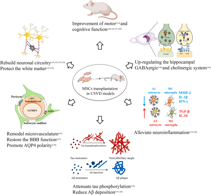 圖2:間充質(zhì)干細胞治療腦小血管病的可能機制 圖2:間充質(zhì)干細胞治療腦小血管病的可能機制