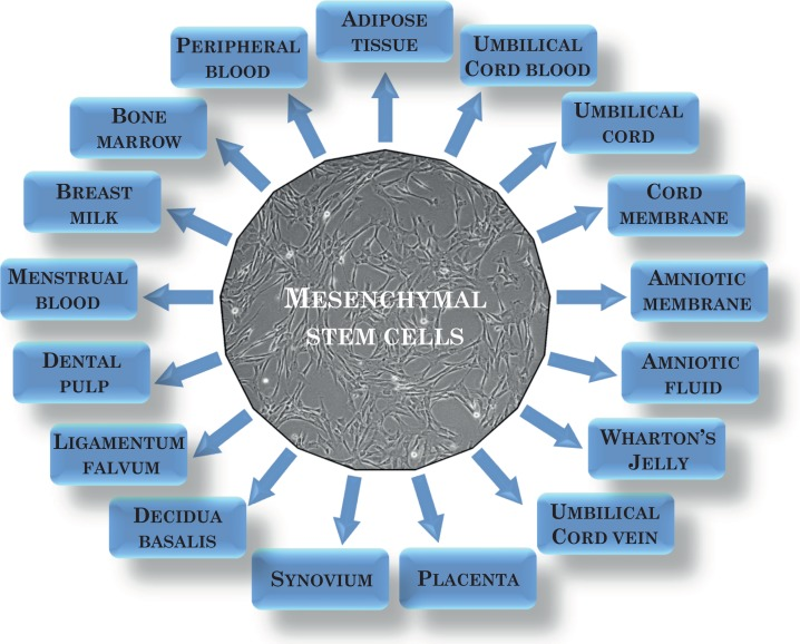 間充質(zhì)干細胞可以從多種來(lái)源中分離出來(lái)?