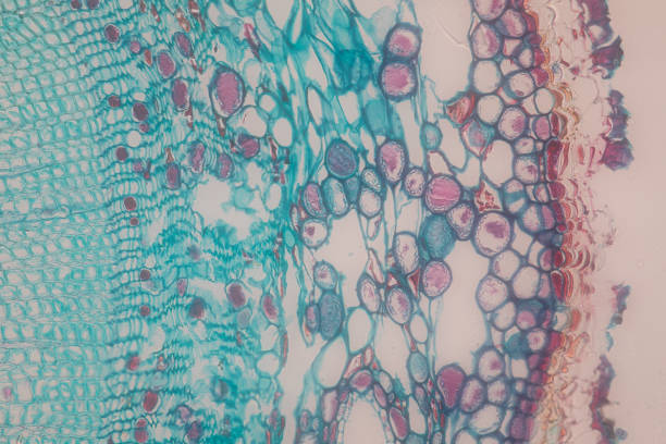 間充質(zhì)干細胞療法的優(yōu)點(diǎn)和缺點(diǎn)