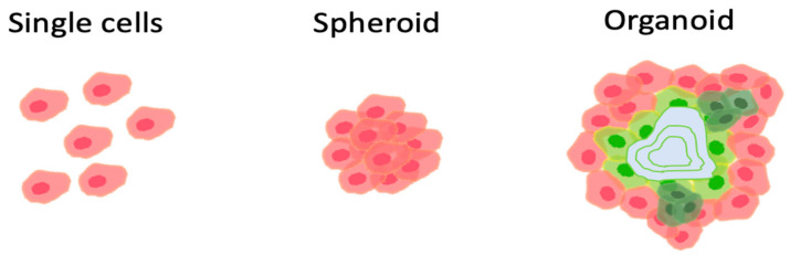 圖1：組織移植的方式。