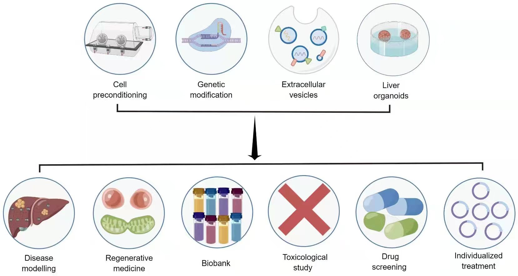 圖3：干細胞治療肝病的新策略和應用前景。