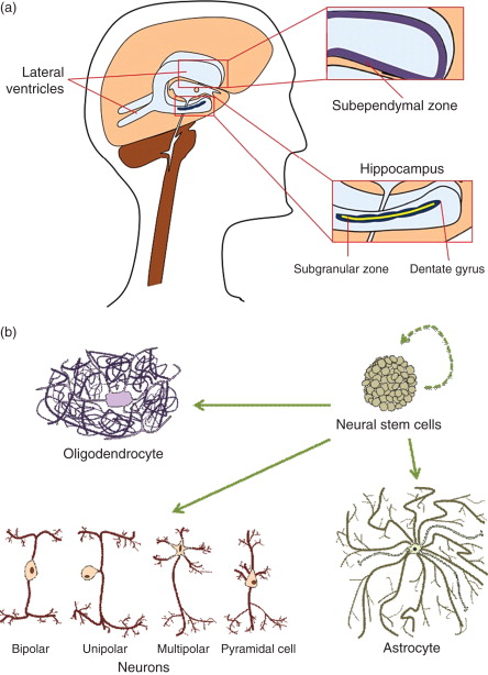 圖1：神經(jīng)干細胞的來(lái)源和分化能力。