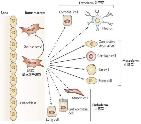 △間充質(zhì)干細胞的各類(lèi)分化示意圖