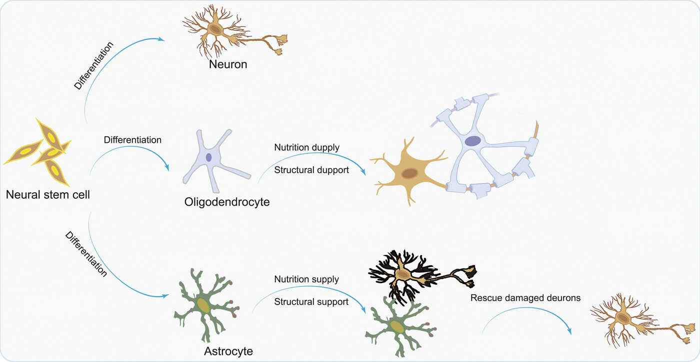 圖1：NSC分化為神經(jīng)元，以補充大腦中因疾病而損失的神經(jīng)元；少突膠質(zhì)細胞