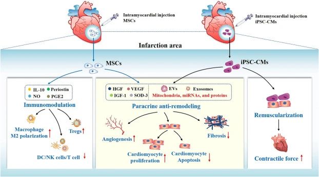 重復靜脈注射干細胞可以進(jìn)一步增強治療效果。