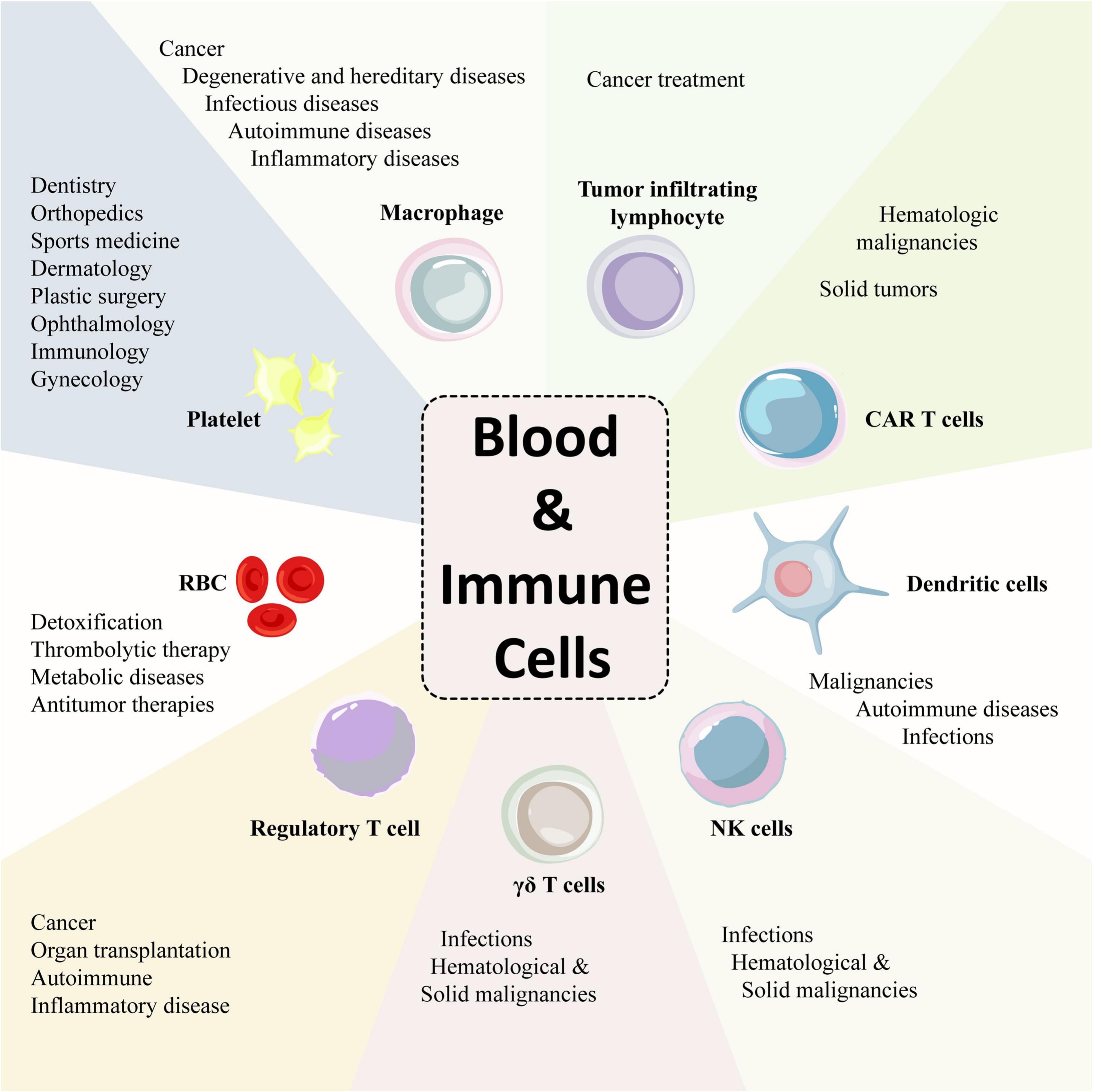 圖6：各種成熟的血液和免疫細胞及其治療潛力。