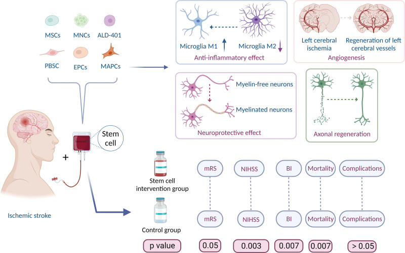 圖7：干細胞治療缺血性中風(fēng)的作用機制。