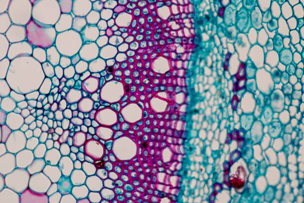 多能干細胞療法的臨床轉化：成功與挑戰