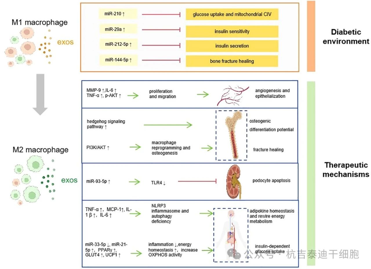 圖1：巨噬細胞衍生的外泌體如何促進(jìn)糖尿病的發(fā)病機制、并發(fā)癥和治療。