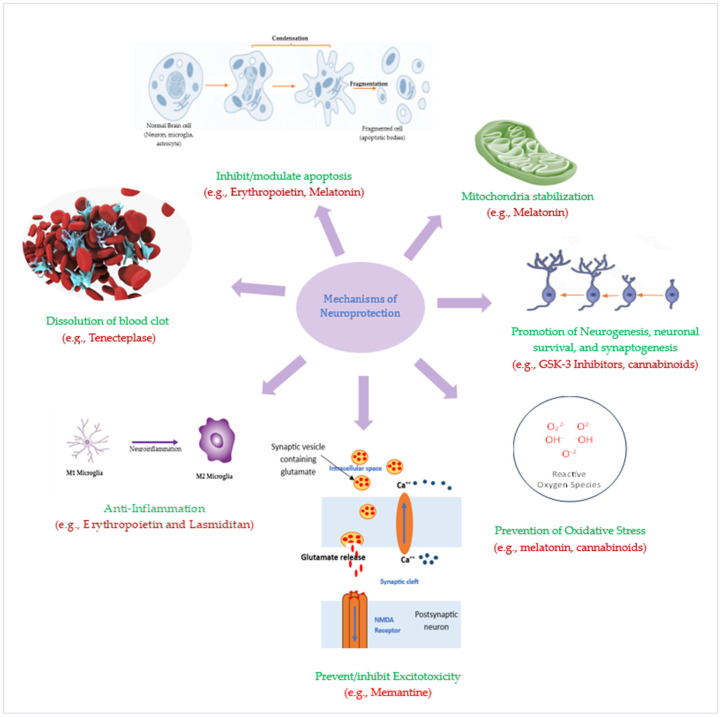 圖3：潛在神經(jīng)保護療法的神經(jīng)保護機制。