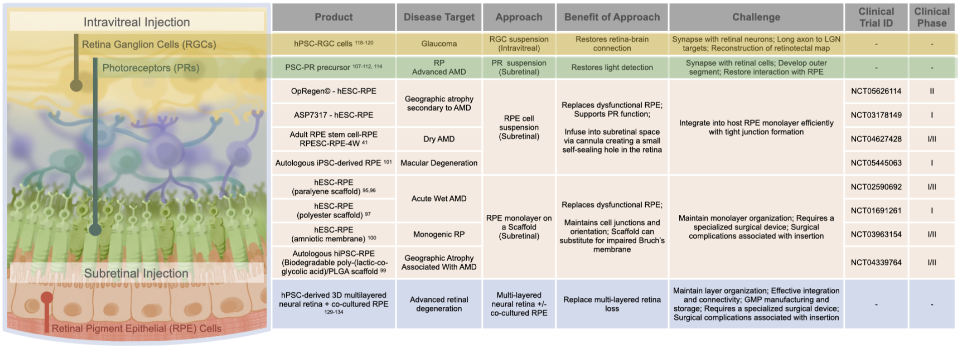 圖3：視網(wǎng)膜細胞替代。