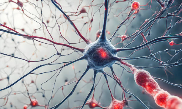 人類(lèi)神經(jīng)干細胞的臨床轉化