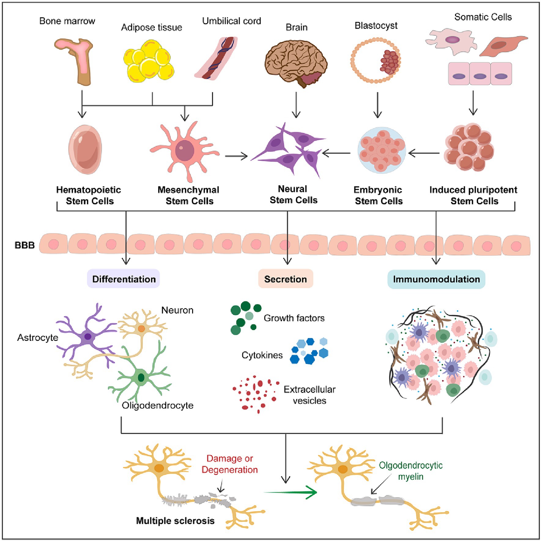 圖1：干細胞在多發(fā)性硬化癥中的治療潛力。