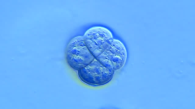 間充質(zhì)干細胞