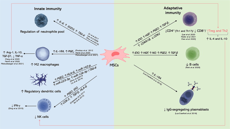 圖1：MSC分泌組的先天免疫反應