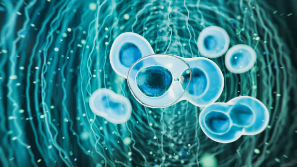 干細胞移植的新方法可能會(huì )克服免疫排斥