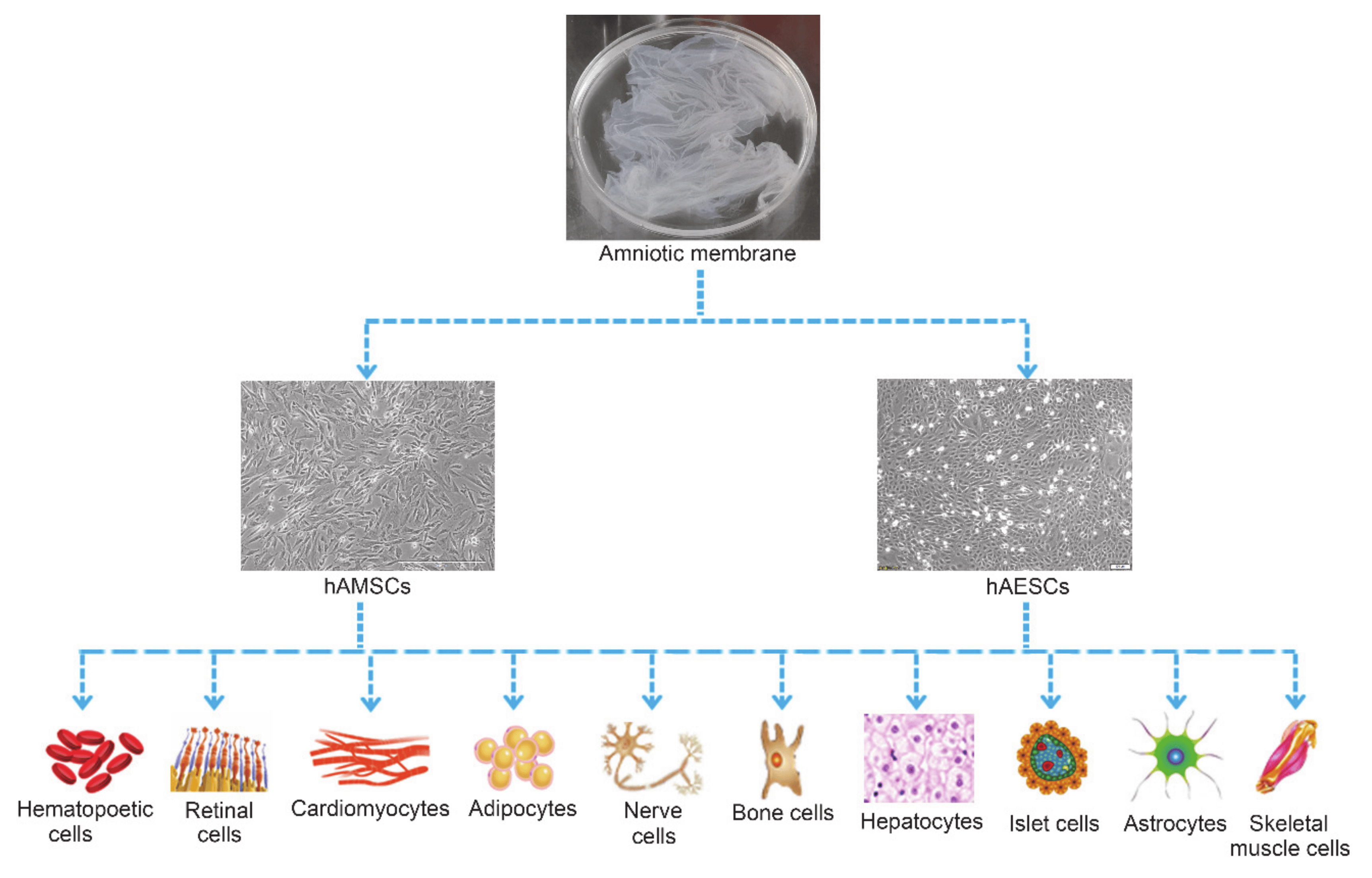 圖2：hAMSC和hAESC的多分化潛力。