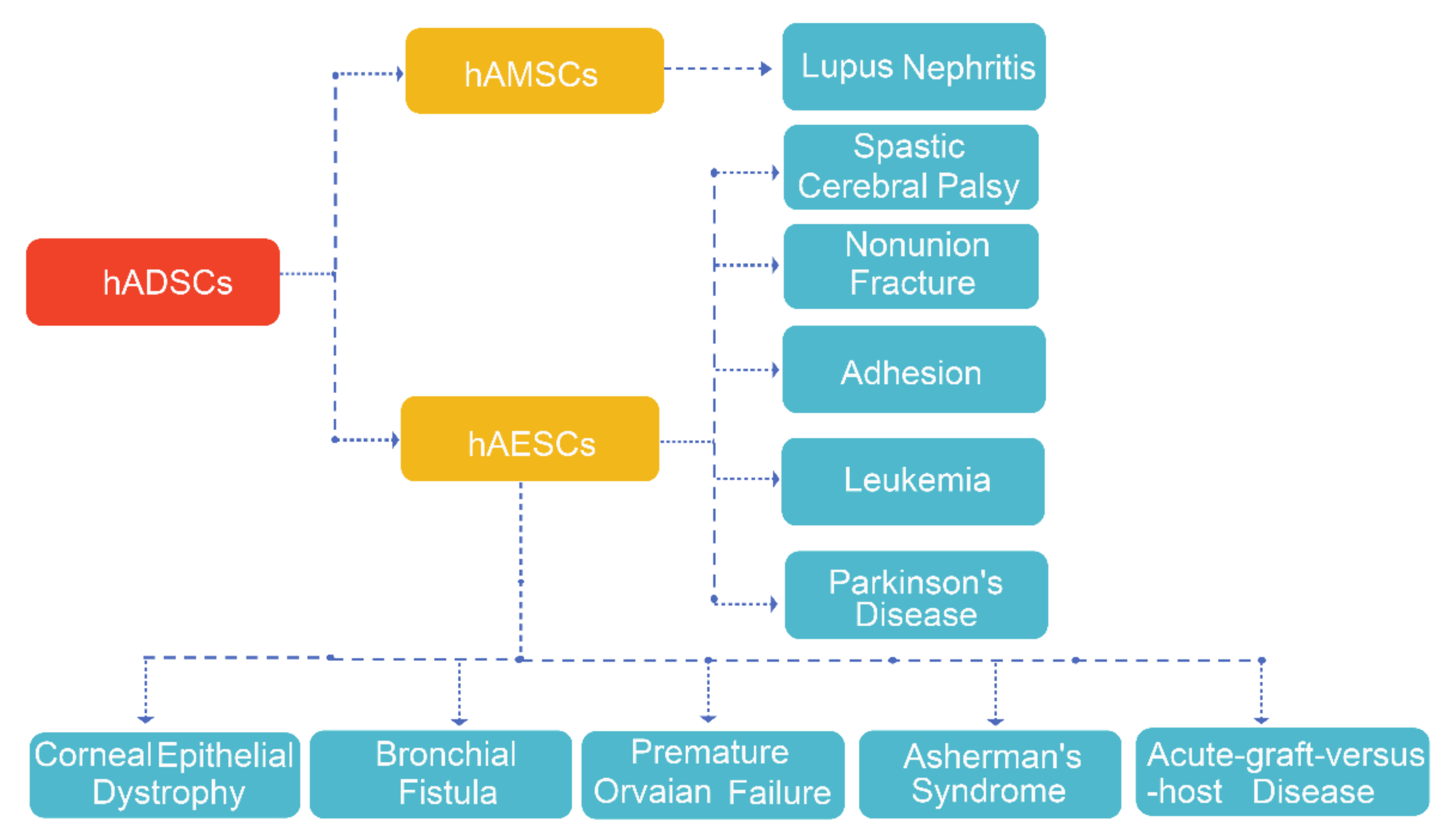 圖4.hADSC的臨床應用。