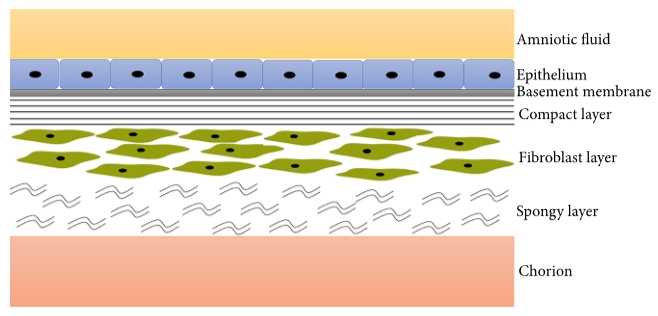 圖1：羊膜示意圖。