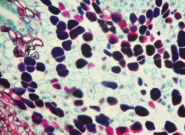 什么是間充質(zhì)干細胞-脂肪間充質(zhì)干細胞有什么特征？