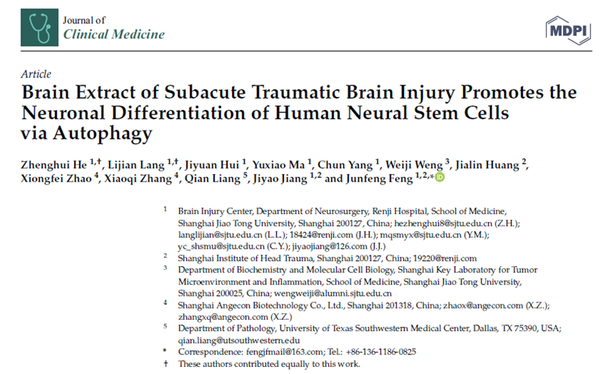 亞急性創(chuàng )傷性腦損傷腦提取物通過(guò)自噬促進(jìn)人類(lèi)神經(jīng)干細胞的神經(jīng)元分化