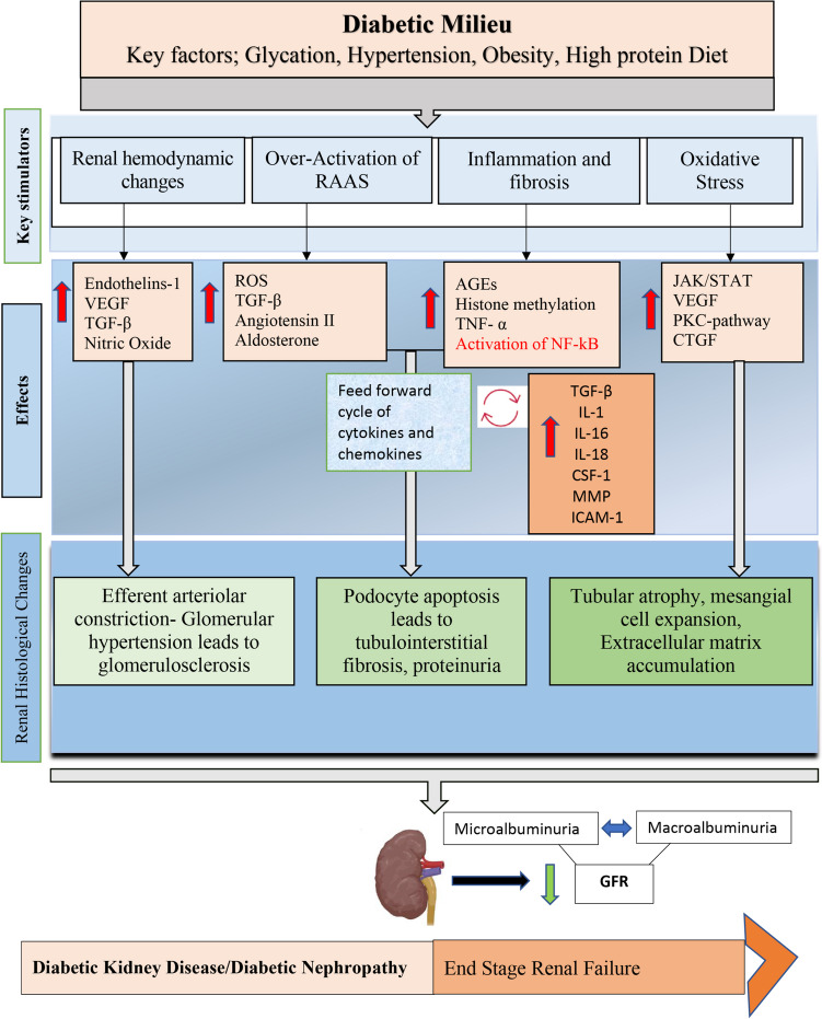 圖2：糖尿病腎病的特征是代謝和血液動(dòng)力學(xué)異常，這些異常與多種ROS 相關(guān)途徑相互作用